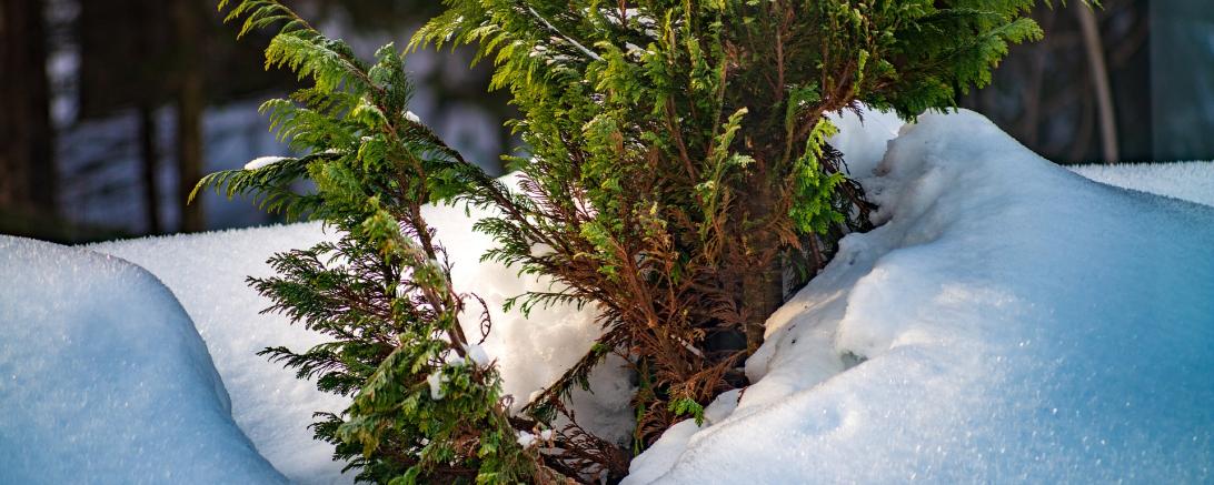 Hecke im Schnee