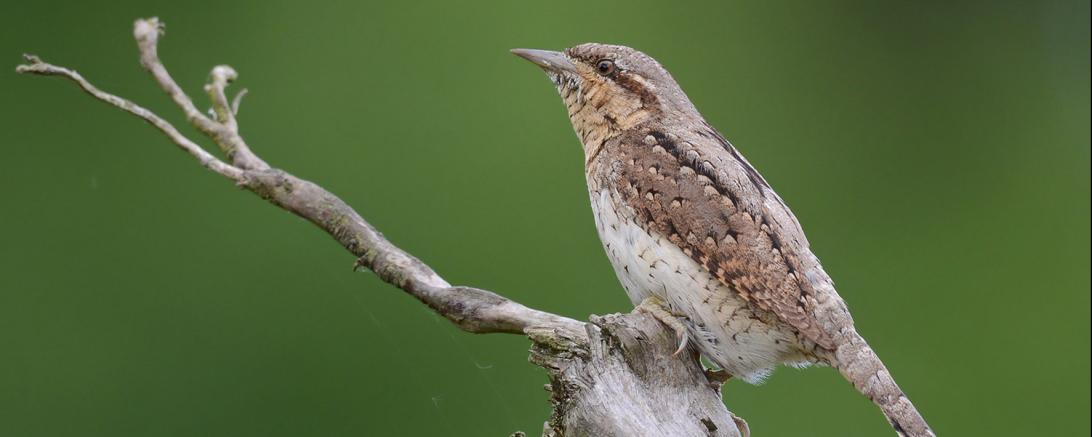 Das Bild zeigt die stark gefährdete Vogelart Wendehals.