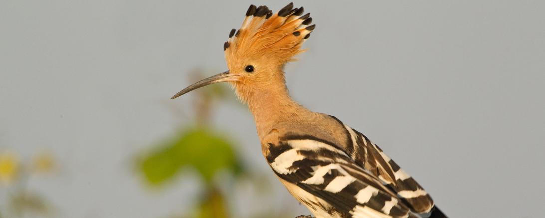 Das Bild zeigt die Vogelart Wiedehopf.