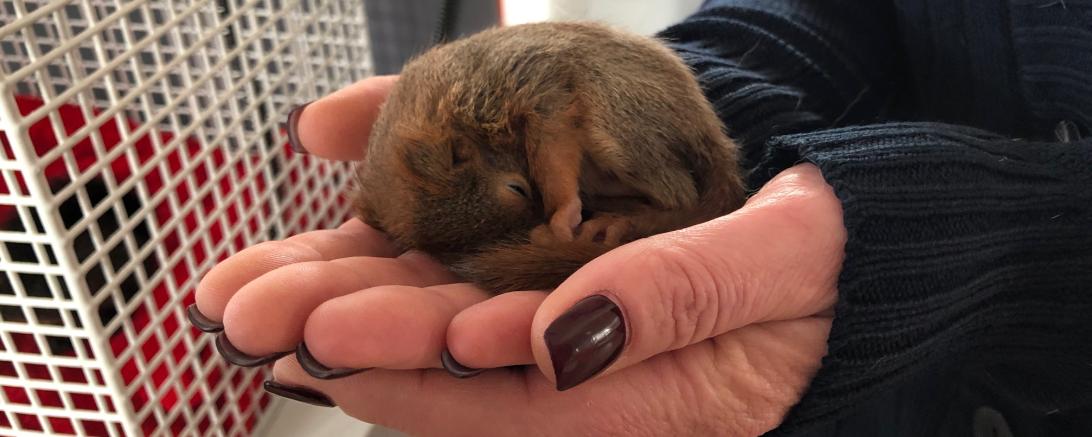 Das Tierheim in Nördlingen zieht gerade drei Eichhörnchen auf. 
