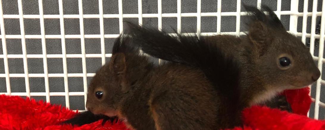 Pepino und Elmo werden ebenfalls vom Tierheim Nördlingen groß gezogen. 