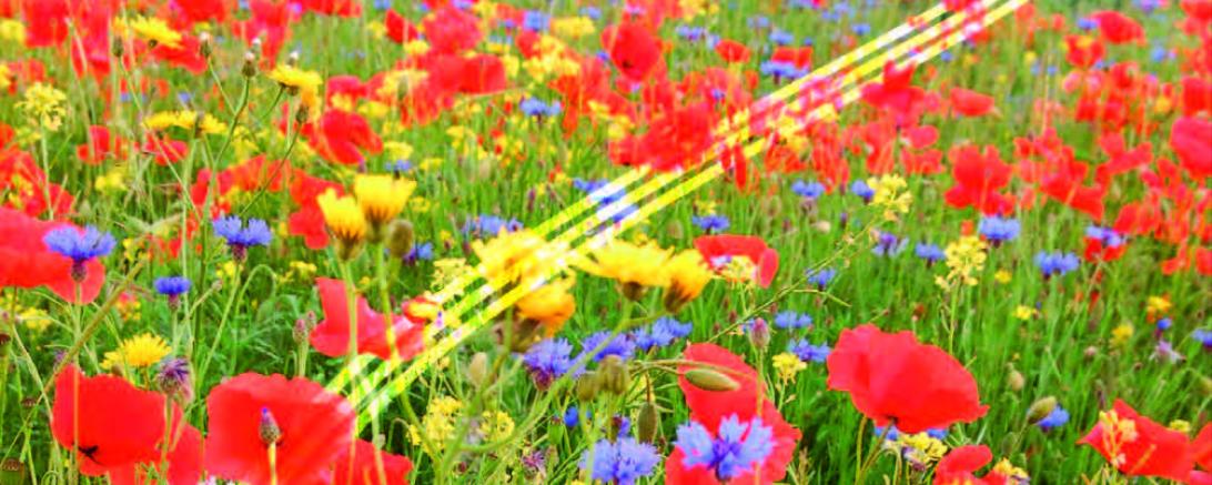 Flyer "Unser Landkreis blüht auf"