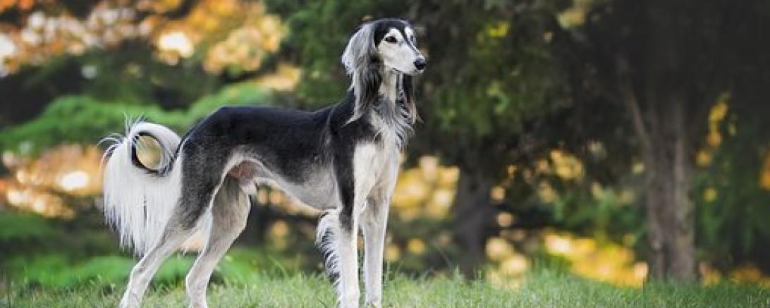 Das Bild zeigt einen Windhund.