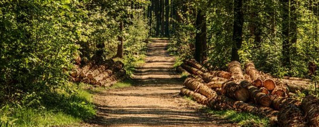 Das Bild zeigt einen Wald mit Baumstämmen.