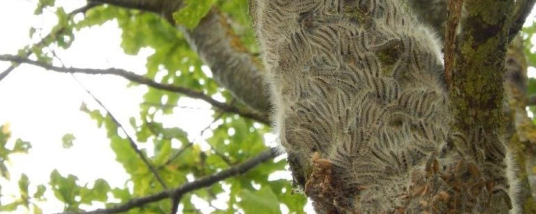 Das Bild zeigt den Raupenbefall.