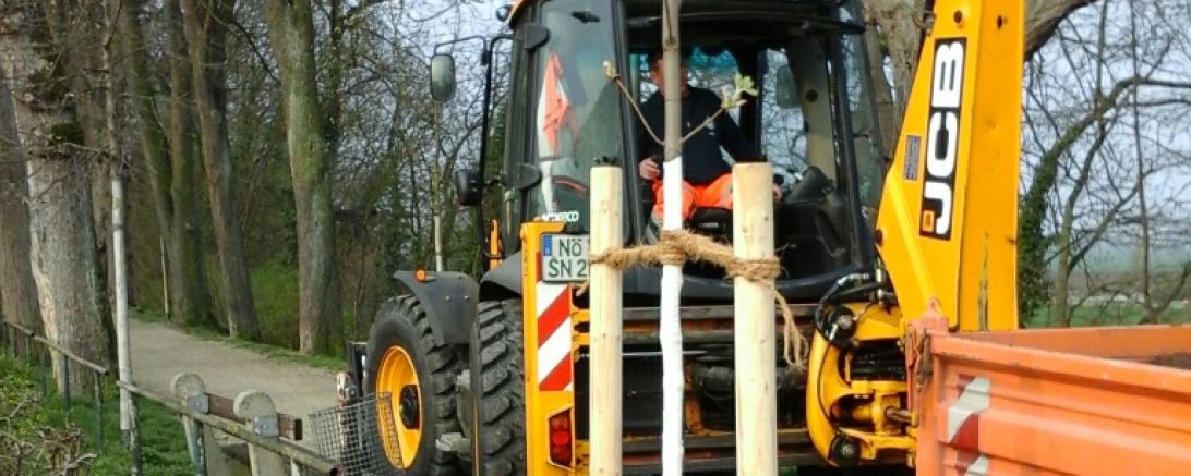 Einer von den 69 neugepflanzten Bäumen.