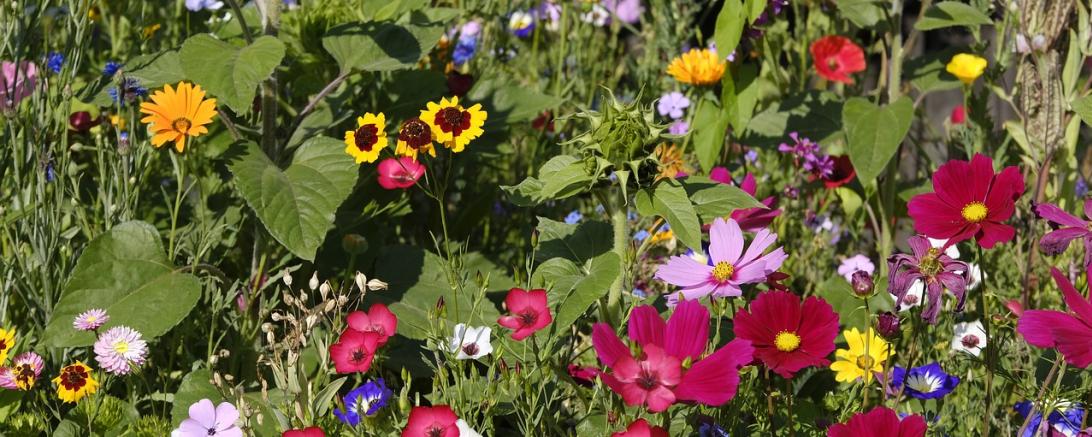 Der BBV sucht auch weiterhin Blühflächenpaten. 