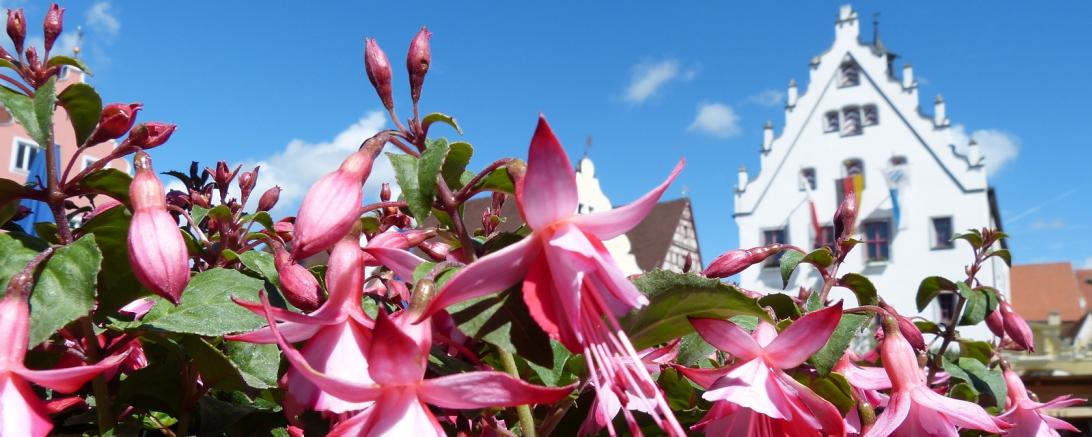 Blumen vom Fuchsienmarkt