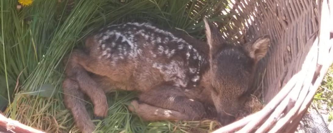 Das Bild zeigt die Rettung eines Rehkitzes.