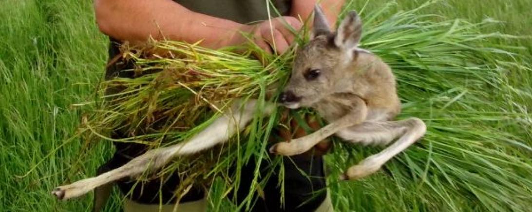 Das Bild zeigt die Rettung eines Rehkitzes.
