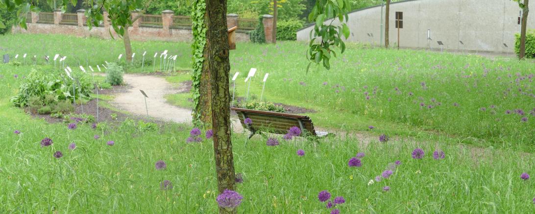 Knapp 200.000 Blumenzwiebeln wurden auf der Blühfläche in der Promenade gepflanzt. 