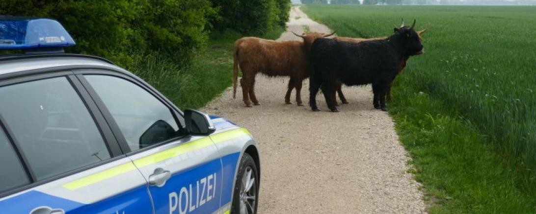 Die Rinder die der Bundesstraße 2 bedenklich nahe kamen.