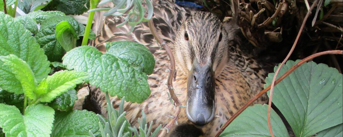 Wildente auf der Dachterrasse des Bürgerspitals Donauwörth