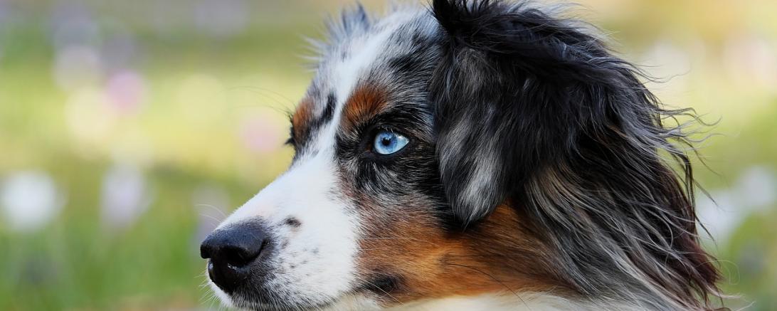 1jähriges Kind wird von Hund gebissenMegesheimDonauRiesAktuell
