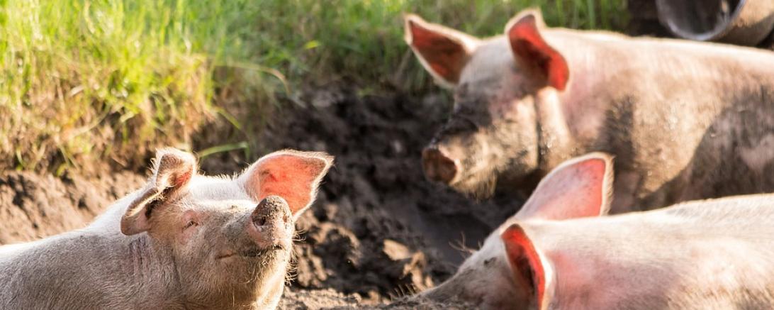 Symbolbild Schweine