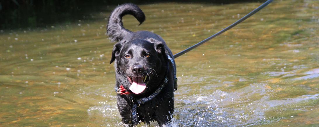 Tierheim Nördlingen gibt Tierhaltern Tipps für die heiße Jahreszeit.