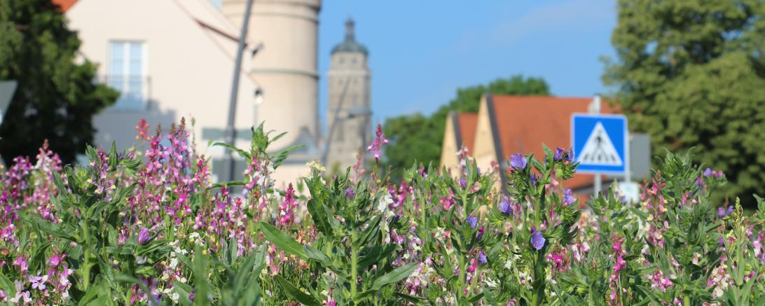 Kreisverkehr an der Wemdinger Unterführung steht in voller Blüte