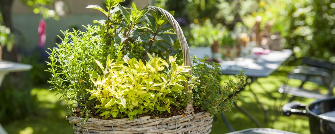 Kräuterkorb