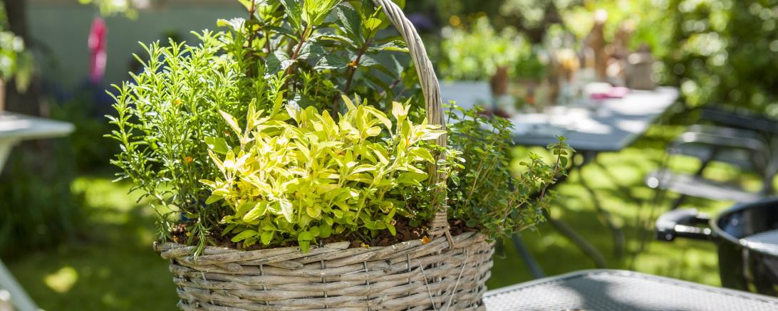 Kräuterkorb 