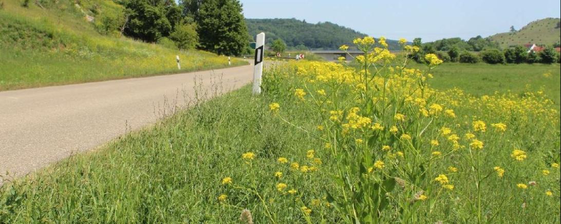 Orientalische Zackenschötchen am Straßenrand in der Nähe von Lierheim. 