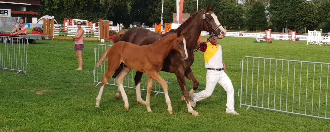 Fohlenauktion Scharlachrennen