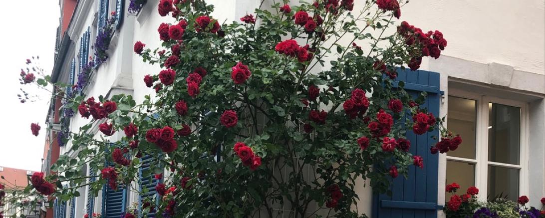 Rosen in der Innenstadt Oettingen.