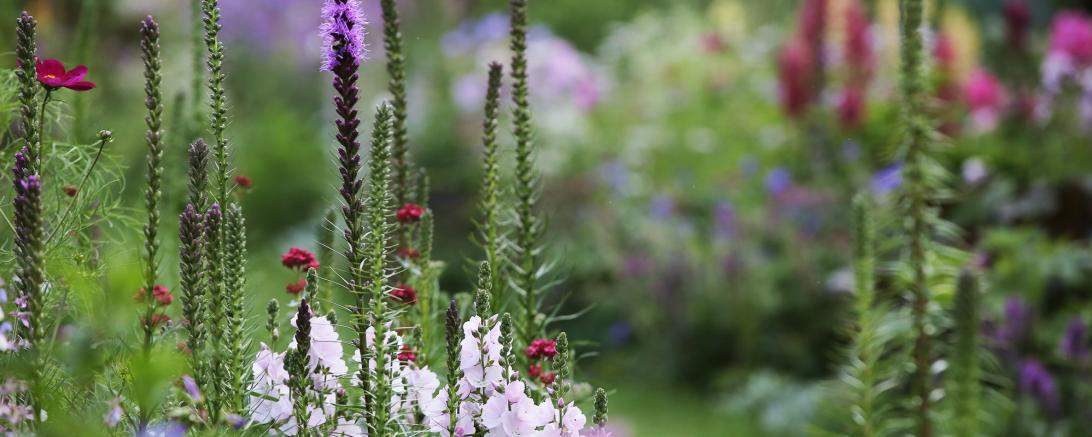 Am 30. Juli 2019 findet "Blühende Phantasie" auf Schloss Baldern statt.