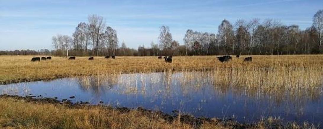 Das Bild zeigt Galloway-Rinder in den Lauterbacher Ruten