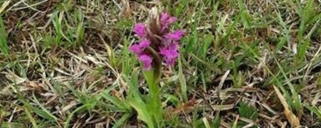 Knabenkraut – eine Orchidee die auch auf Weiden gedeiht