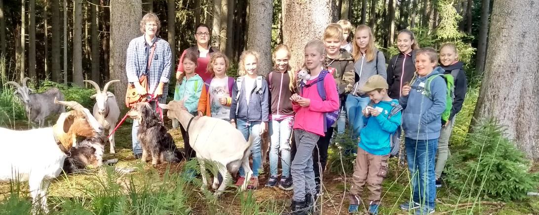 Ziegenwanderung im Mertinger Forst 