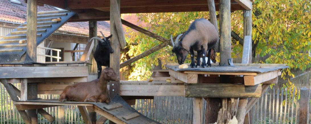 Das Bild zeigt einen Streichelzoo