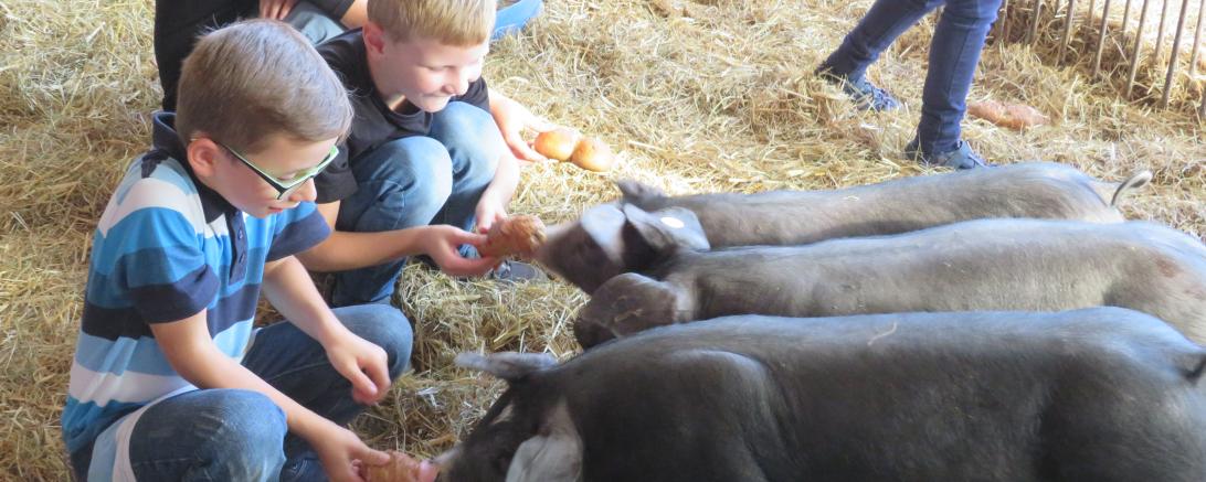 Das Bild zeigt Schweine, die von Kindern gefüttert werden
