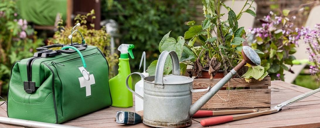 Das Bild zeigt Pflanzen, die gedüngt und gegossen werden müssen