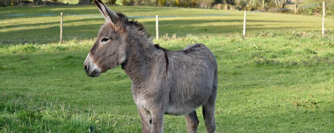 Das Bild zeigt einen Esel auf einer Wiese
