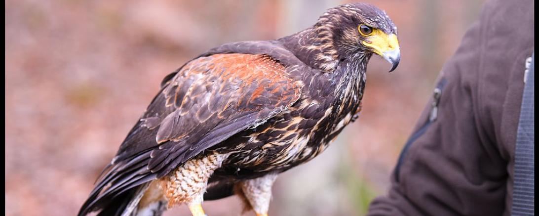 Das Bild zeigt einen Falken