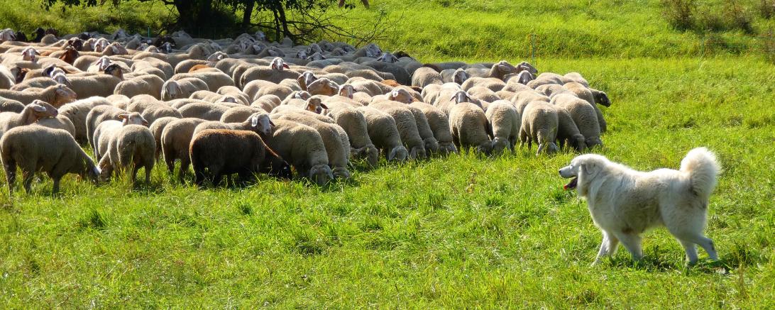 Wie wichtig es ist, dass Schafherde und Herdenschutzhunde gut aufeinander eingespielt sind, konnte bei der Herdenschutzvorführung beobachtet werden. 