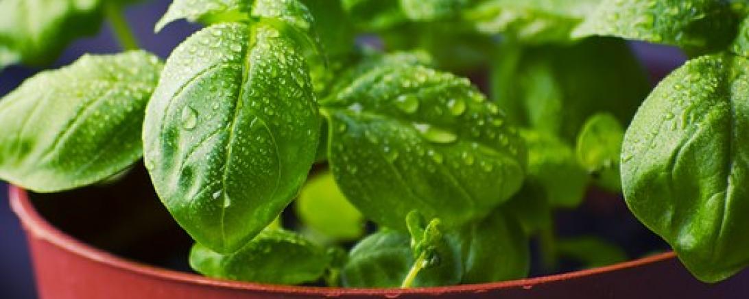 Das Bild zeigt einen Strauch mit Basilikum