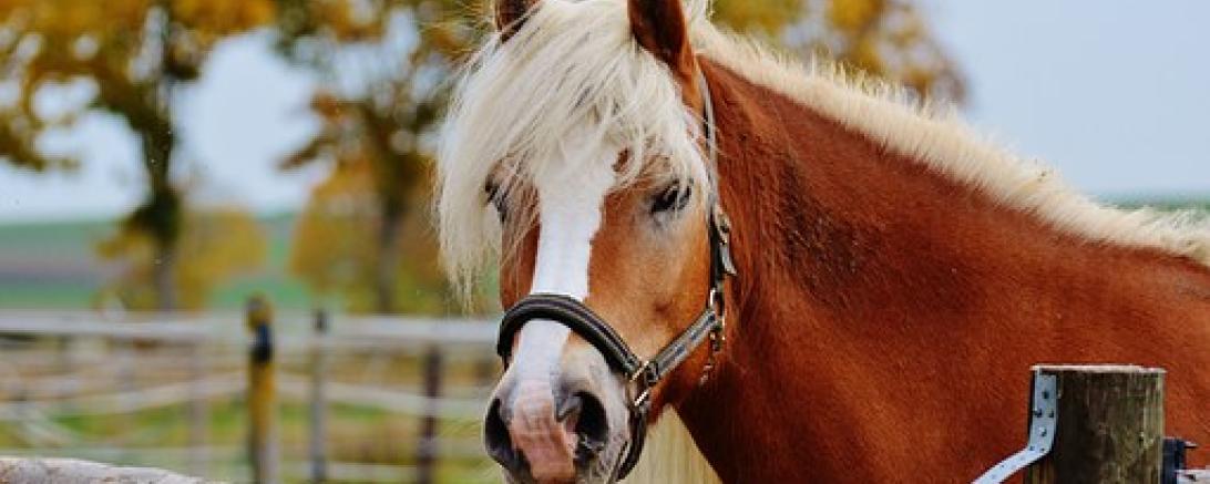 Das Bild zeigt ein Pferd auf einer Koppel