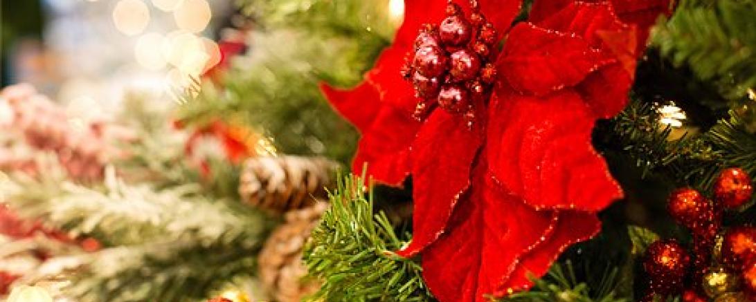 Das Bild zeigt einen Weihnachtsstern