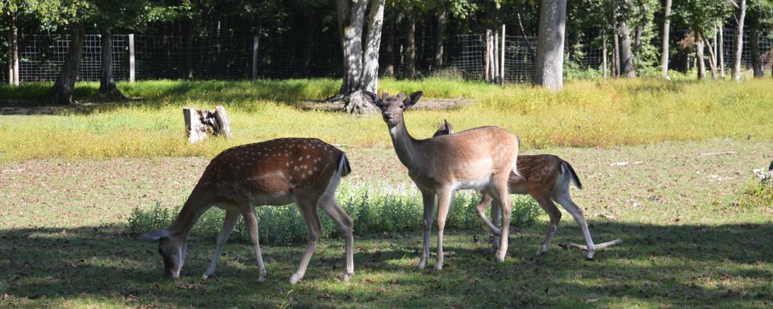 Das Bild zeigt Damwildhirsche in einem Wildgehege