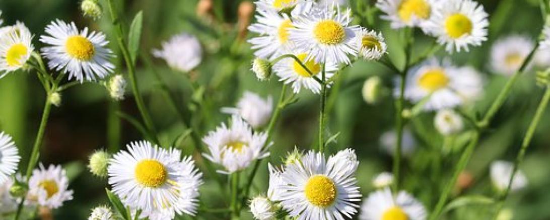 Das Bild zeigt weiße Wiesenpflanzen