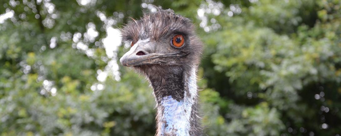 Emu