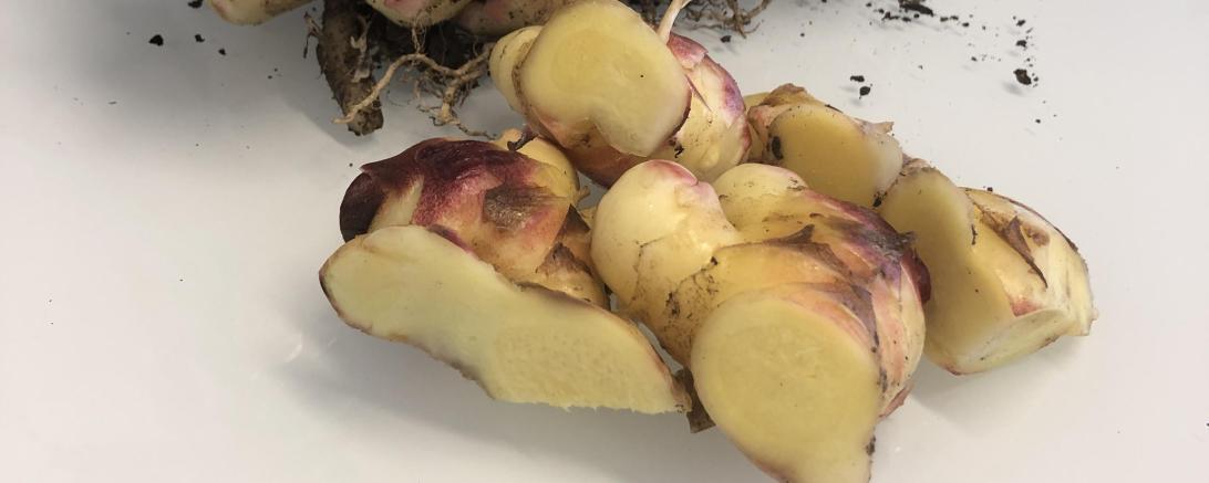 Die scharfe Knolle soll das Immunsystem des Menschen stärken und gegen Erkältungssymptome helfen. 