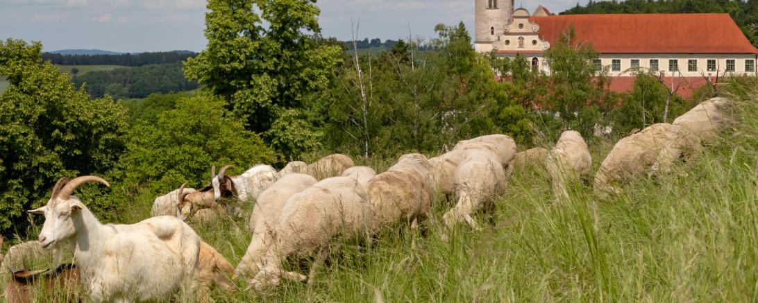 „Schafe, Ziegen, Kühsteinfelsen“ lautet das Motto des 5. Donau-Rieser Schaftages. 