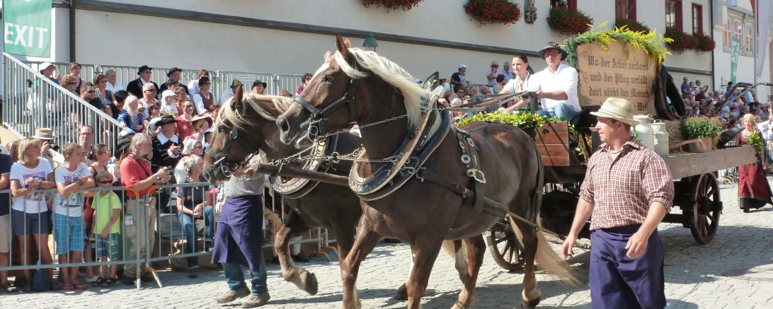 Nicht nur viele Pferdegespanne, sondern auch ein Ochsengespann wird beim Brauchtumsumzug dabei sein