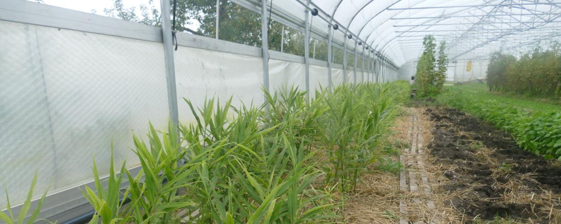 Die Superknolle Ingwer wächst in einem Gewächshaus der Familie Funk in Oberndorf. 