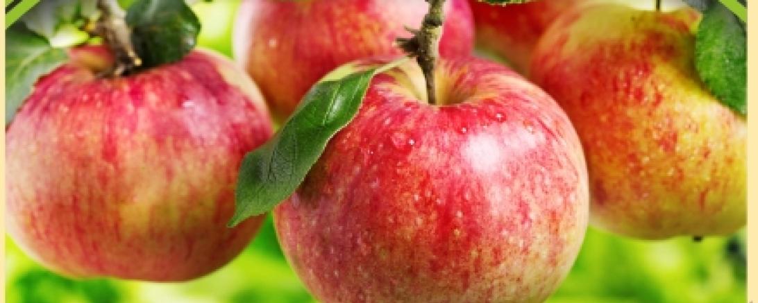 Das Bild zeigt das Plakat des 7. Apfelmarktes in Oettingen