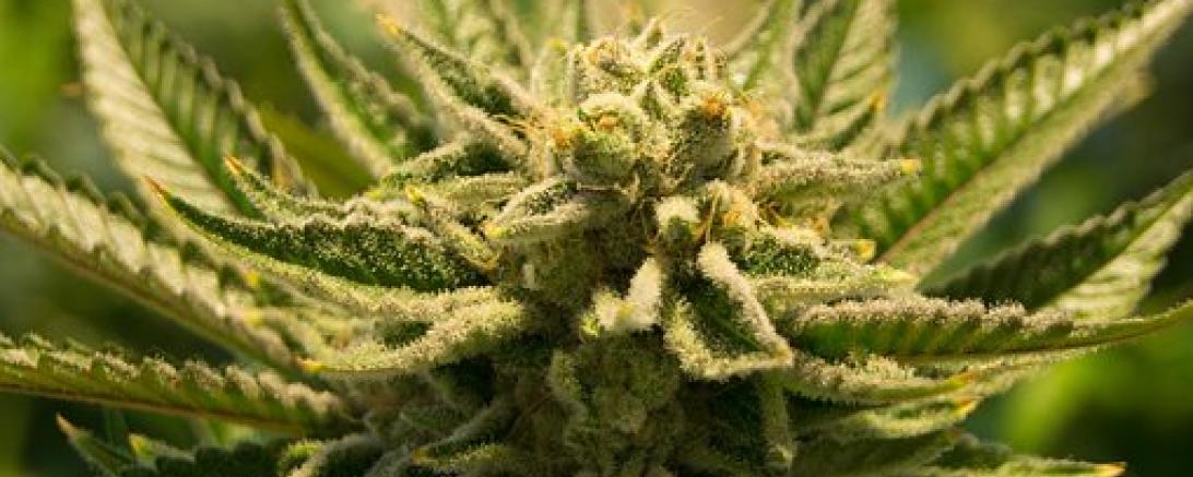 Das Bild zeigt eine Cannabispflanze