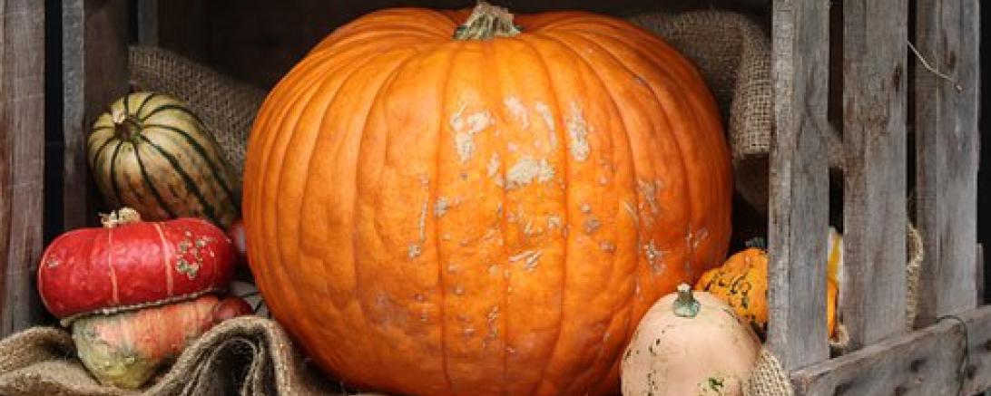 Das Bild zeigt verschiedene Kürbisse