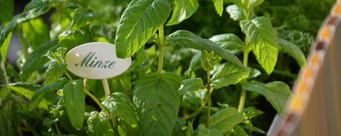 Das Bild zeigt einen Kräutergarten mit Minze.
